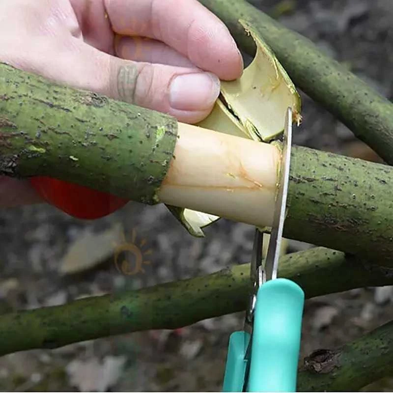 FORBICI PER INCISIONE ANULARE SULLA CORTECCIA DEGLI ALBERI DA FRUTTA KIWI 2 FORBICI PER INCISIONE ANULARE SULLA CORTECCIA DEGLI ALBERI DA FRUTTA KIWI - immagine 2